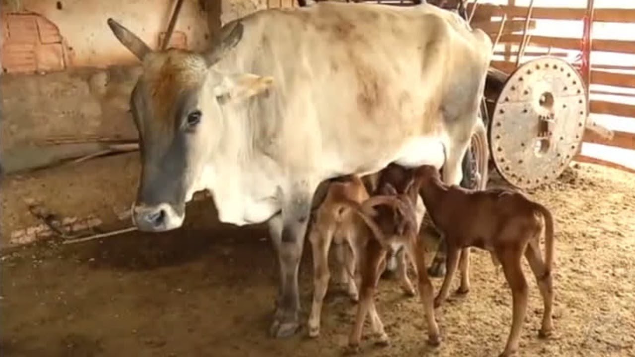 Nascimento de bezerros trigêmeos surpreende agricultor em Minas Gerais
