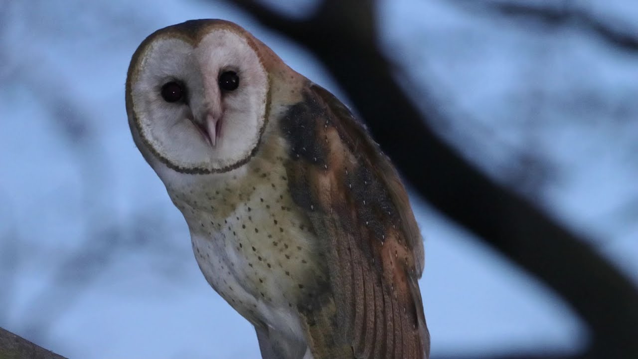 Barn Owl baby - screeching. First short flights.