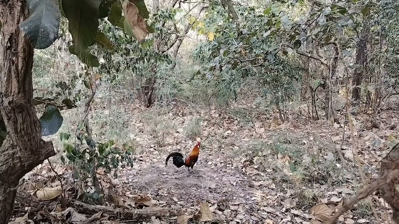 (ฉลามขาว)ไก่ต่อที่มากับความหมานสุดๆวันกินยากครับผม