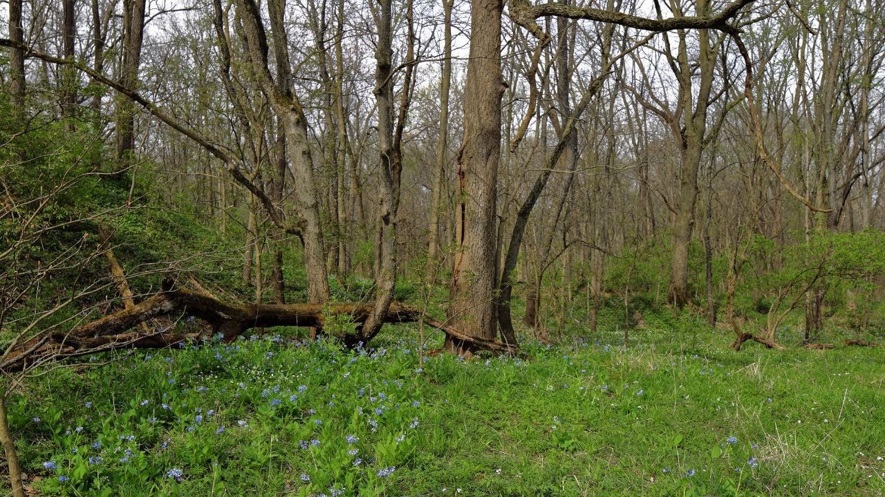 How to Restore a Native Woodland
