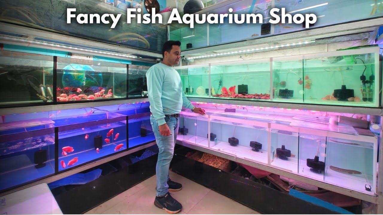 Fancy Fish Aquarium Shop | High Quality Aquarium Fishes Available | Imported Exotic Aquarium Fishes