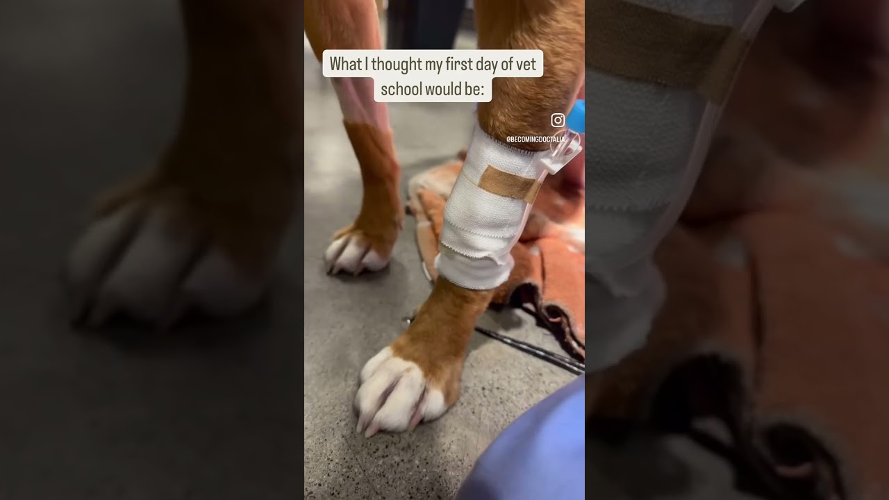 First Day of Vet School: Expectation vs Reality