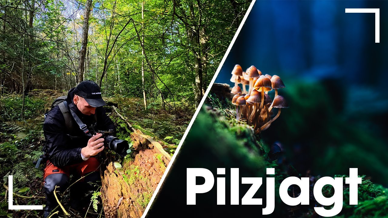 Pilzjagt im heimischen Wald I Fotowanderung #3