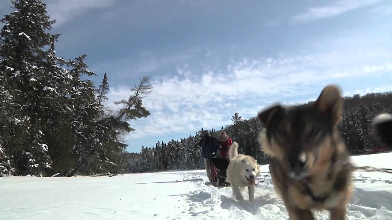 Dog Sledding with Snow Forest Adventures