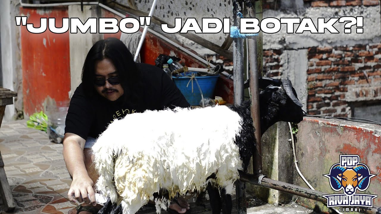 CUKURAN PERTAMA ANAKAN DOMBA GARUT