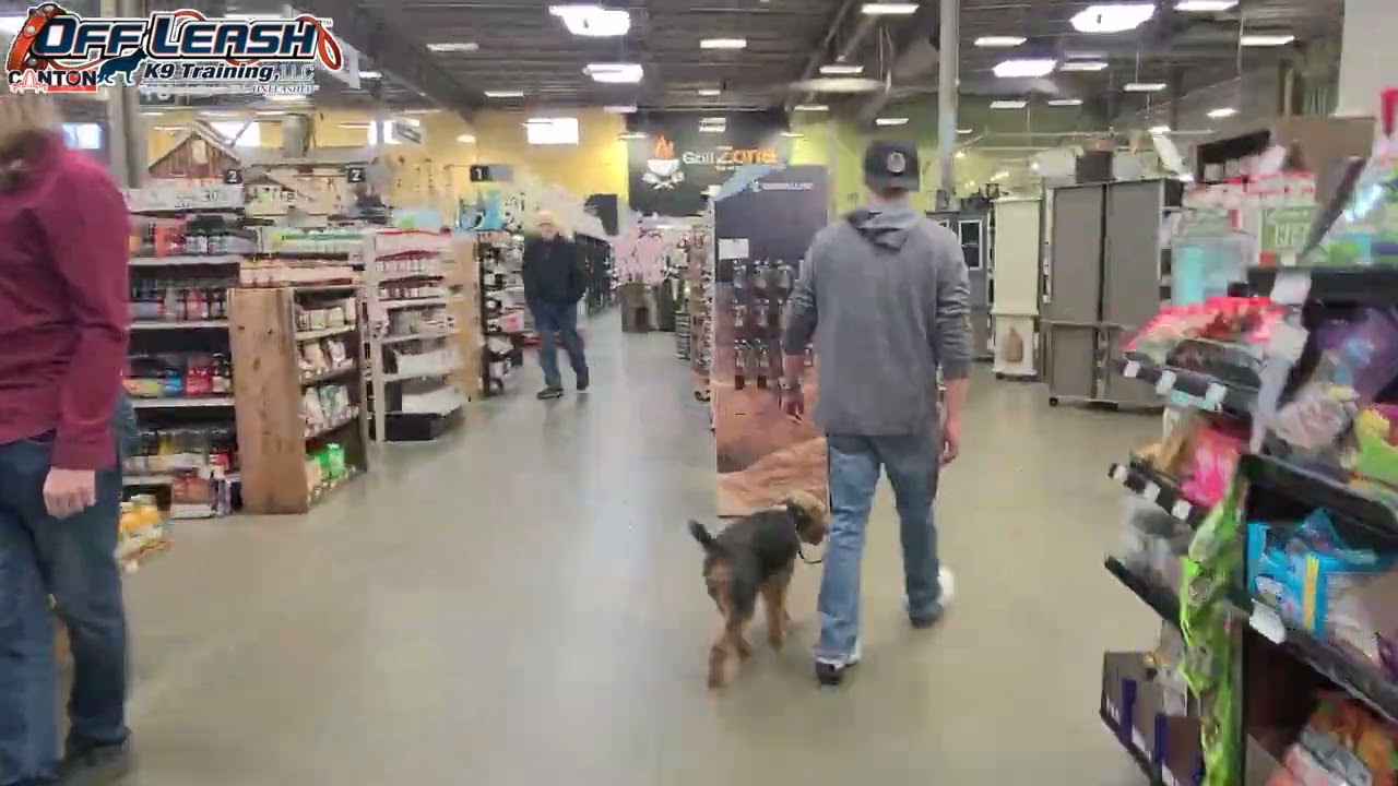 Walter | 1 year old Welsh Terrier | Two Week Board and Train | HoF City, OH Dog Trainer