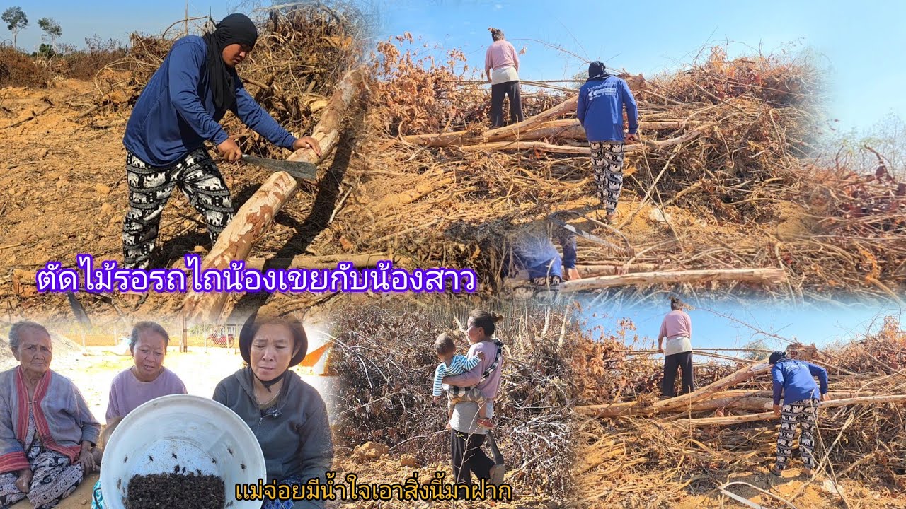 ได้รถไถใหม่ต้องขยันขื้นเพราะชื้อมาเเพง วันนี้ลุยตัดไม้ทั้งวัน 28 มกราคม ค.ศ. 2026