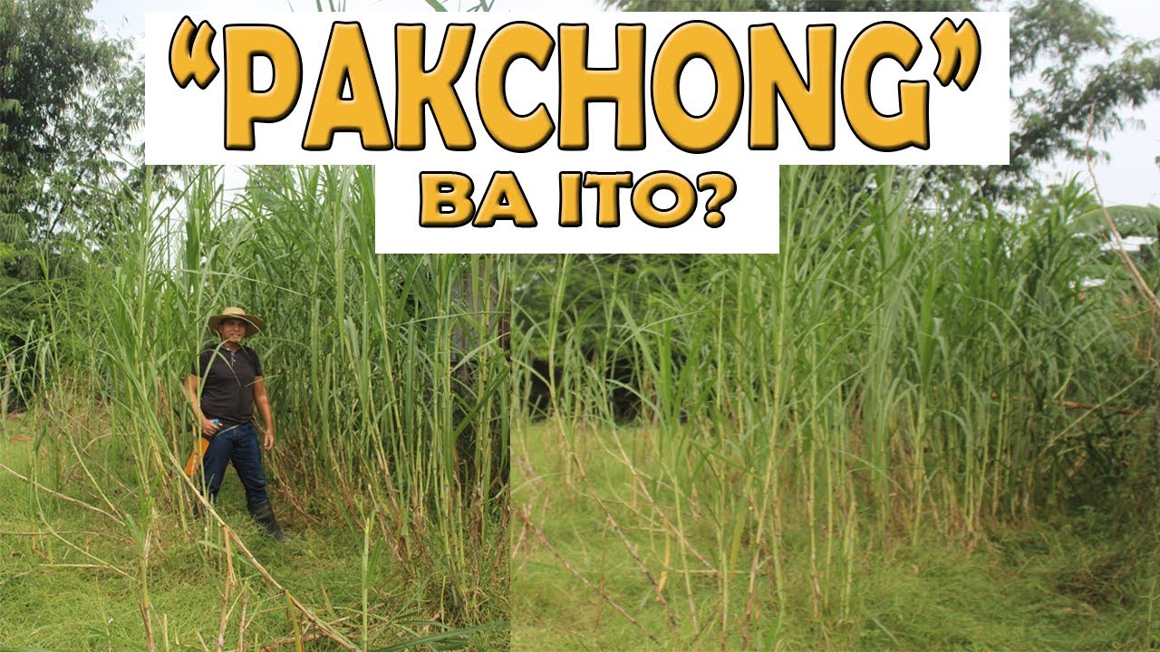PAKCHONG BA ITO?