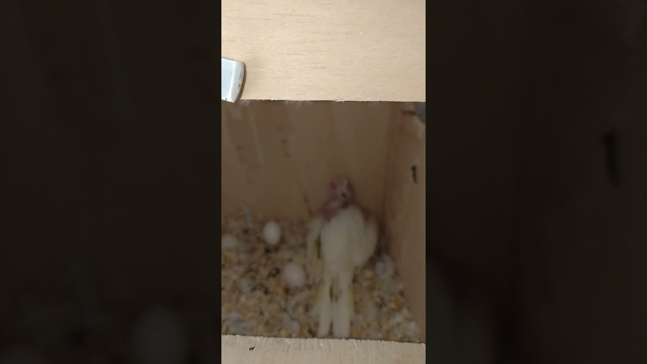 baby cockatiel bird white cockatiel February 19, 2024 