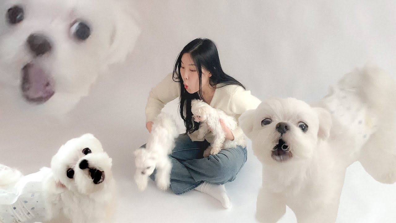 도전 말티프로필