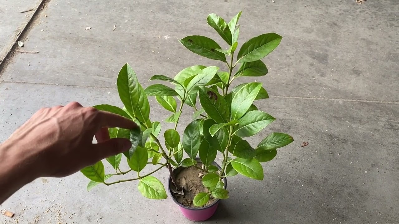 Una pianta da siepe resistente, fitta e dalla crescita veloce: il Viburno lucido