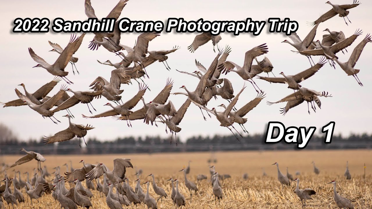 Day 1 - 2022 Sandhill Crane Photography Trip