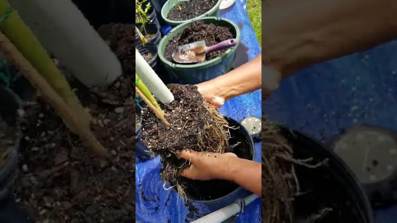 Repotting Okra