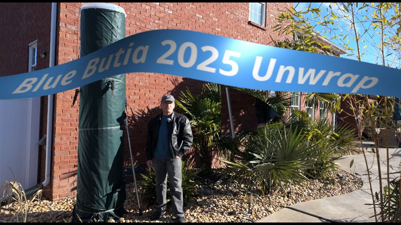 2025 Blue Butia odorata Unwrap!