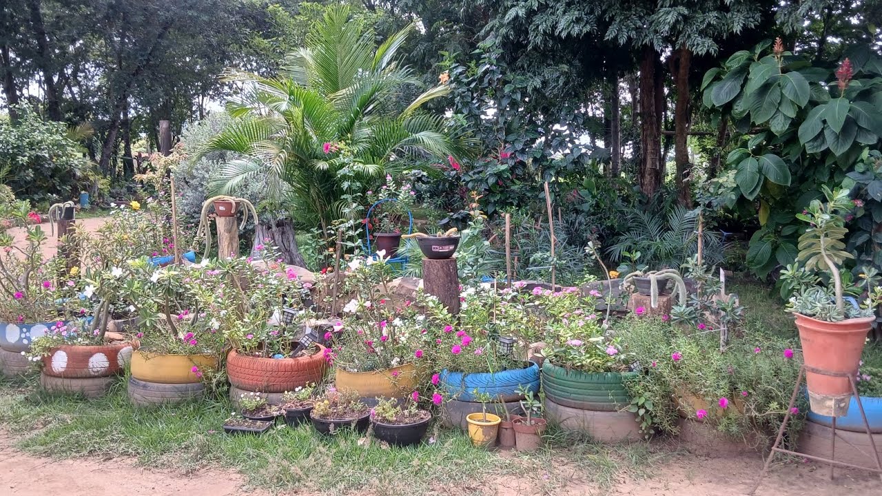 Explosão de flores no jardim/ Rosas, suculentas,  cosmos e orquídeas 