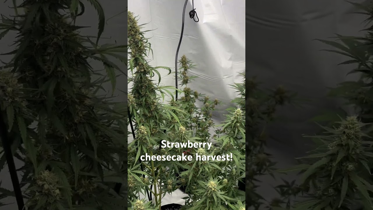 Harvesting the strawberry cheesecake - Pheno #1 #cannabiseducation #ledgrowlights