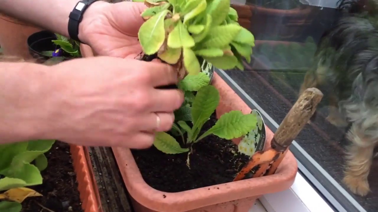 Propagating primula by dividing
