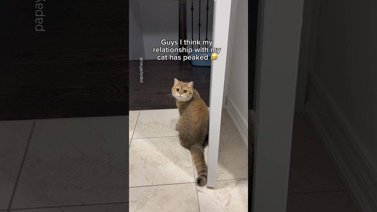 Next level bonding experience #cat