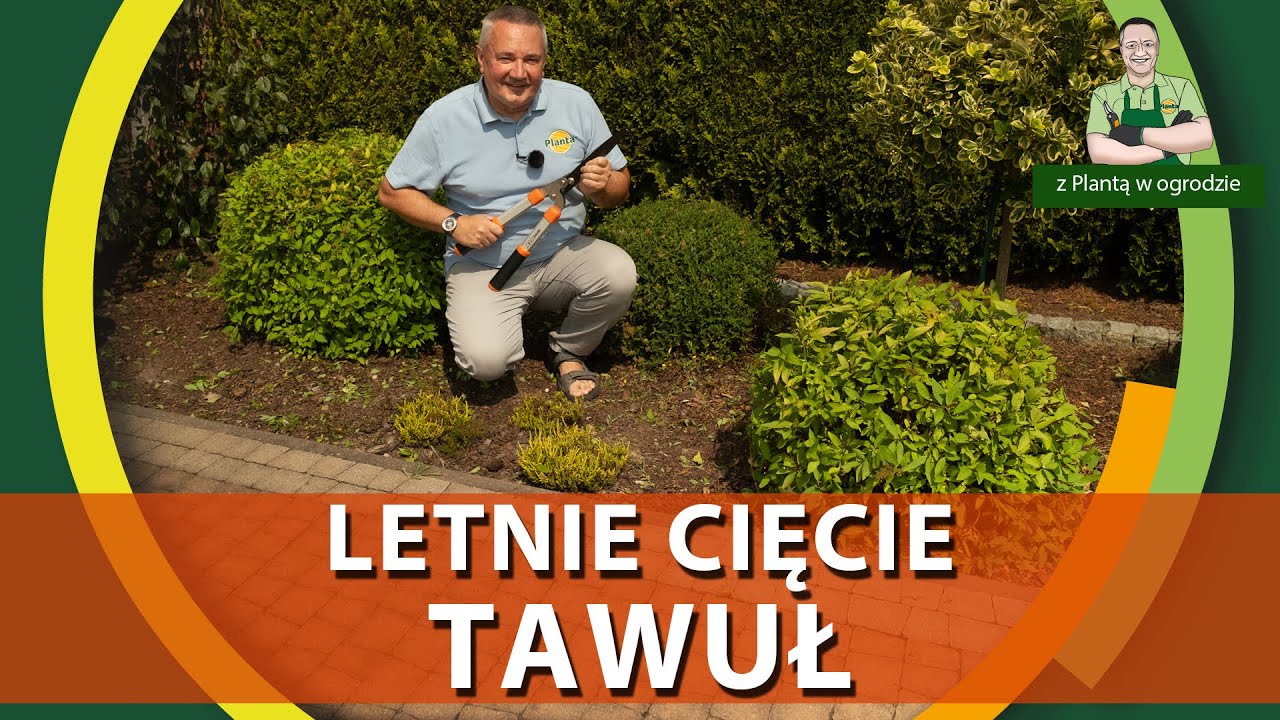 Letnie cięcie tawuł - Z PLANTĄ W OGRODZIE