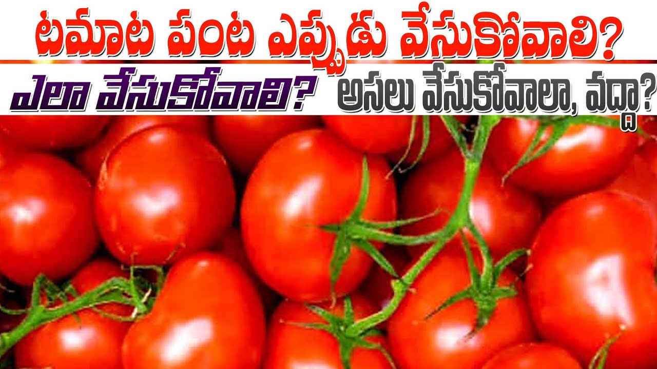 Summer Tamata Cultivation | Tamata Crop In Telugu | Tamata Sagu | టమాట సాగు.