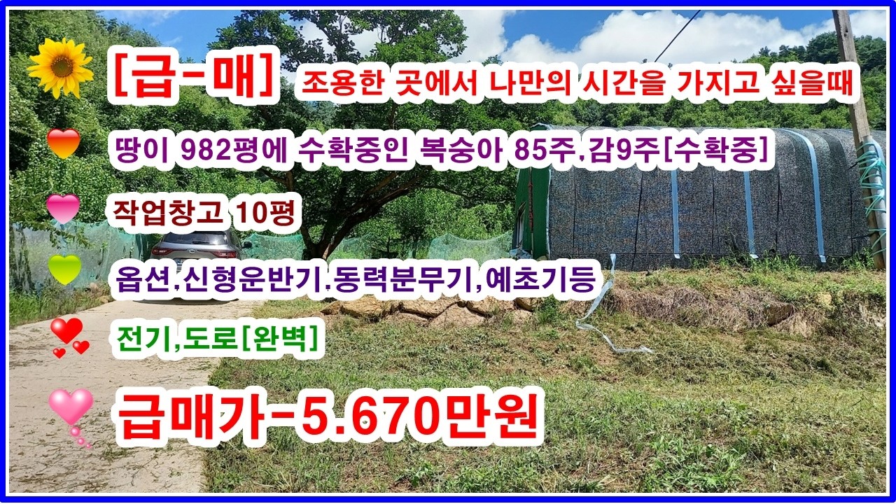 [이런땅을 사세요] 복숭아 과수원 928평 [넓은면적]  5년생 감나무도 있어요 도로접하고 전기도 인입했어요 [사람없는곳에서 조용하게 지낼분]추천 몽땅5670만원