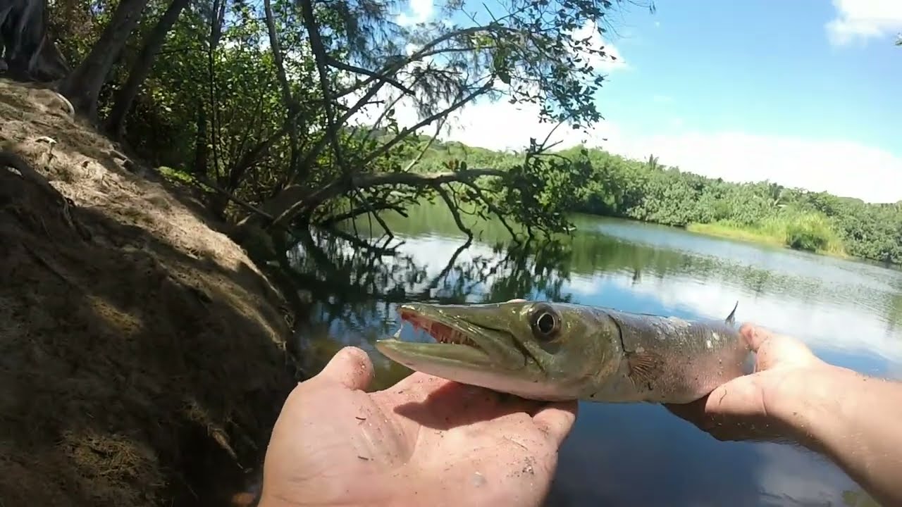Insane Papio Fishing from SHORE in Kauai Hawaii!!- Barracuda, Trevally, Hanalei Bay Pier, and More!!