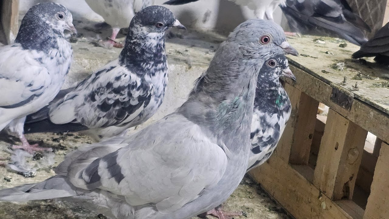 ❤️🕊🕊KGN pigeon loft Gautam  is live🕊🕊❤️