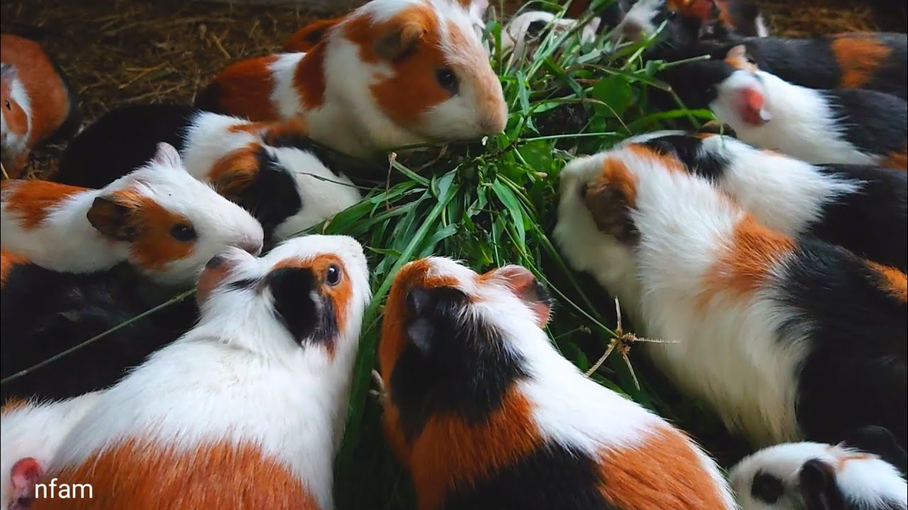 Cute Guinea pig eating ASMR, guinea pig eating fresh grass, cute colorful guinea pig pet mukbang 