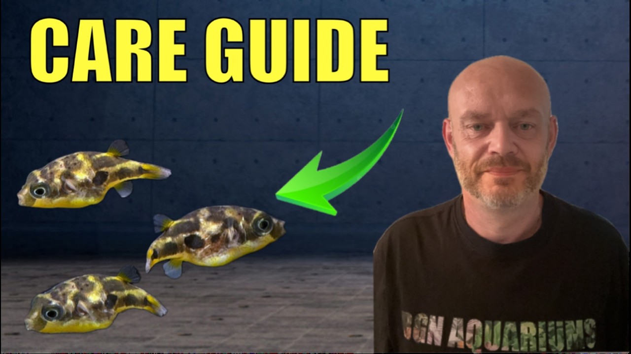 Dwarf Puffer Fish Care Guide Pea Puffer Pygmy Puffer Tropical Fish Fresh Water Aquarium