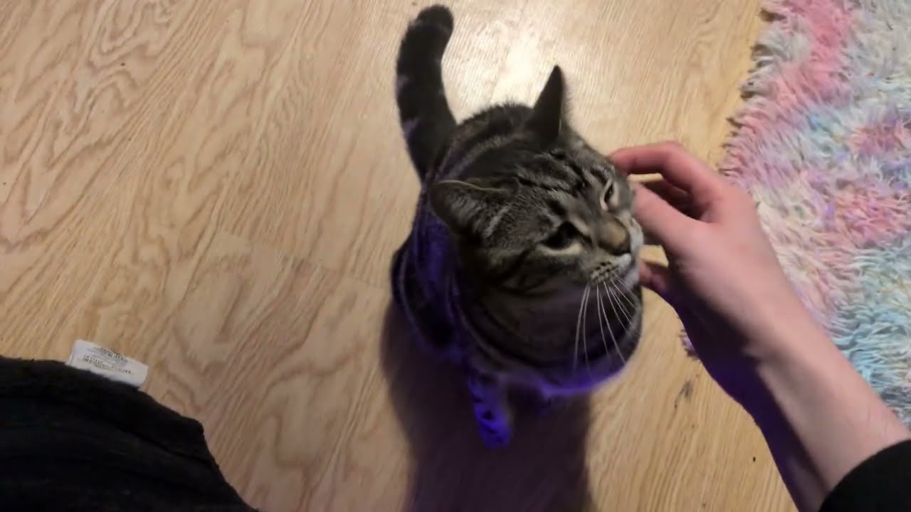ᓚᘏᗢ Two Kitties Doing Random Things | Cute Tuxedo and Tabby Cat Short