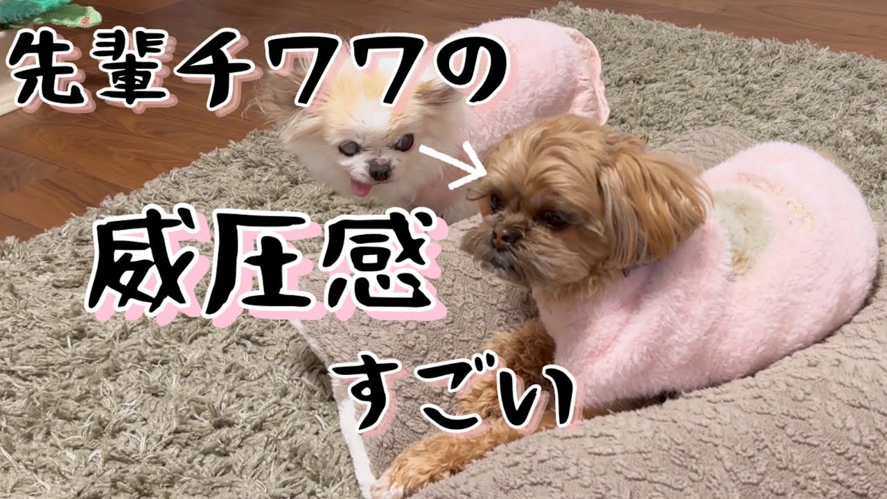 諦めないから怖いのです…