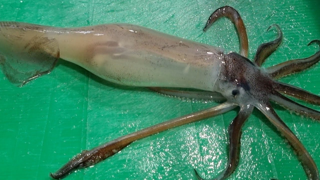 오징어 손질회 한마리 12000원 비싼가요? 논란이 될지도 모릅니다. Cut squid sashimi