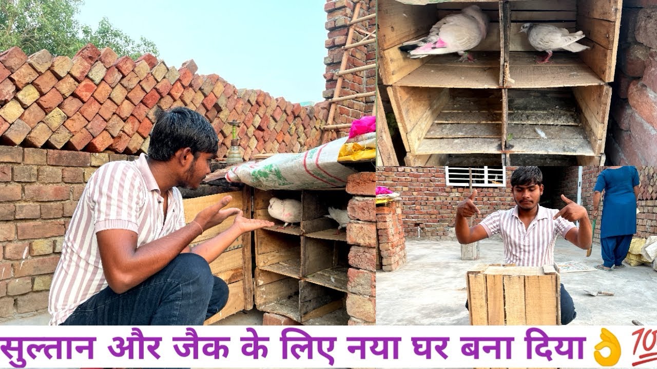 सुल्तान और जैक के लिए नया घर 🏠 बना दिया👌✌️@nishant_pigeonlover