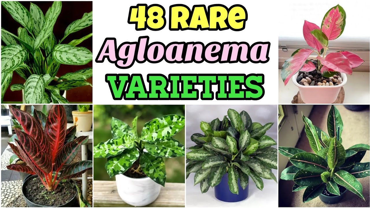 48 Rare AGLAONEMA VARIETIES with Names | Rare Aglaonema Species | Aglaonema Identification