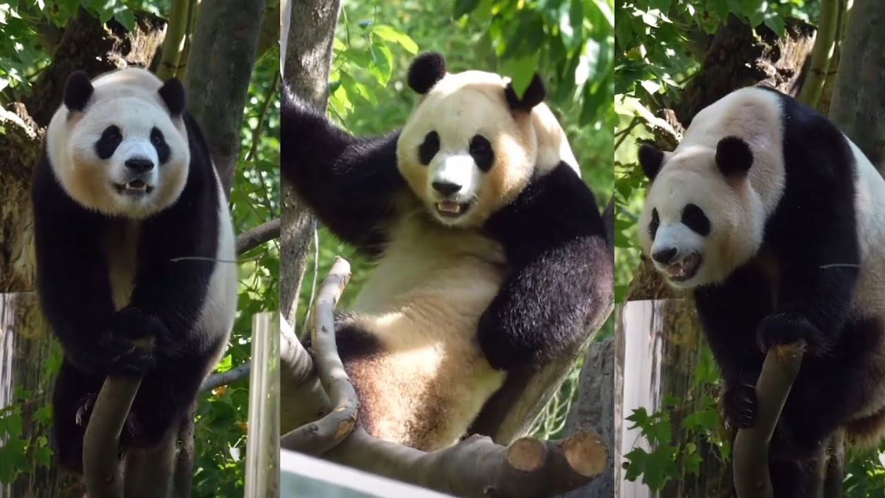 Panda Fu Bao On The Tree #panda #fubao #푸바오 #福宝 #viral #fyp #pandalife #pandalover #cutepanda