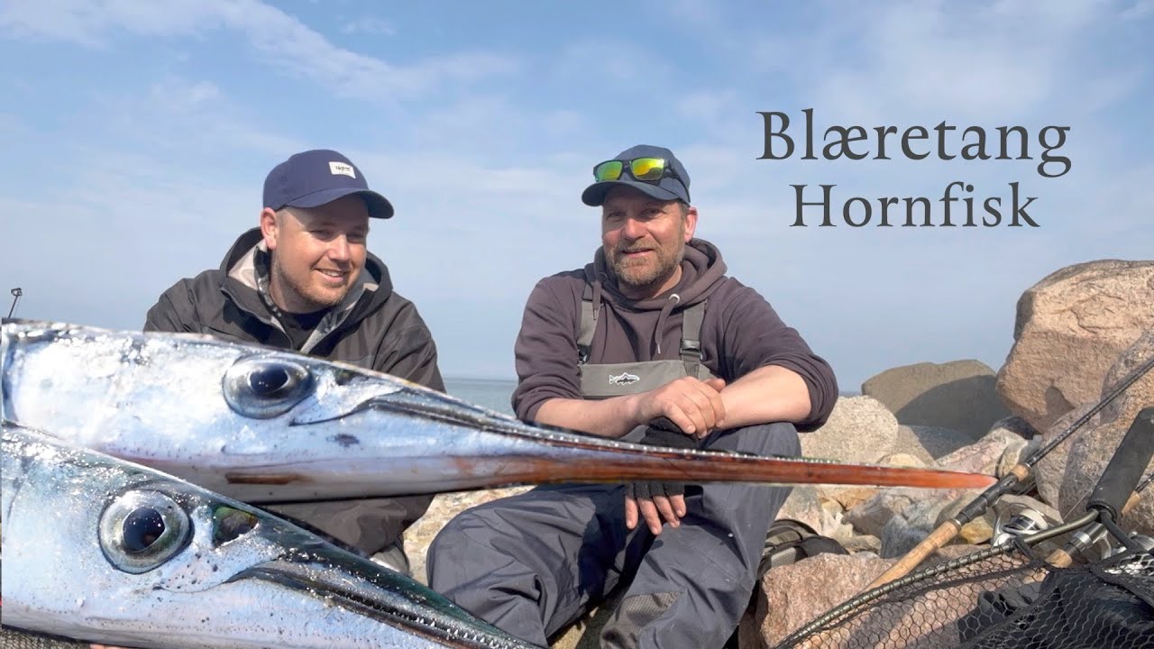 Hornfisk - Havterne drama & Hornfiskekonkurence