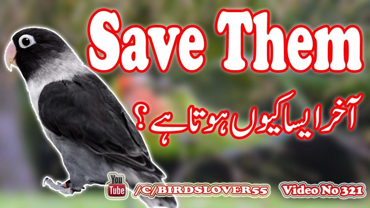 One of the common reason of Dead In Shell. Video No 321