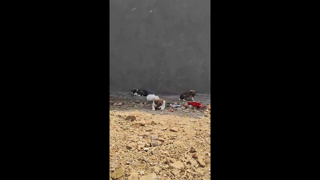 Ruby and sweety live #dog