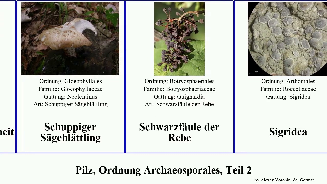 Pilz, Ordnung Archaeosporales, Teil 2 der fungus fischeri fulva rufescens Oedohysterium H&ouml;rnling