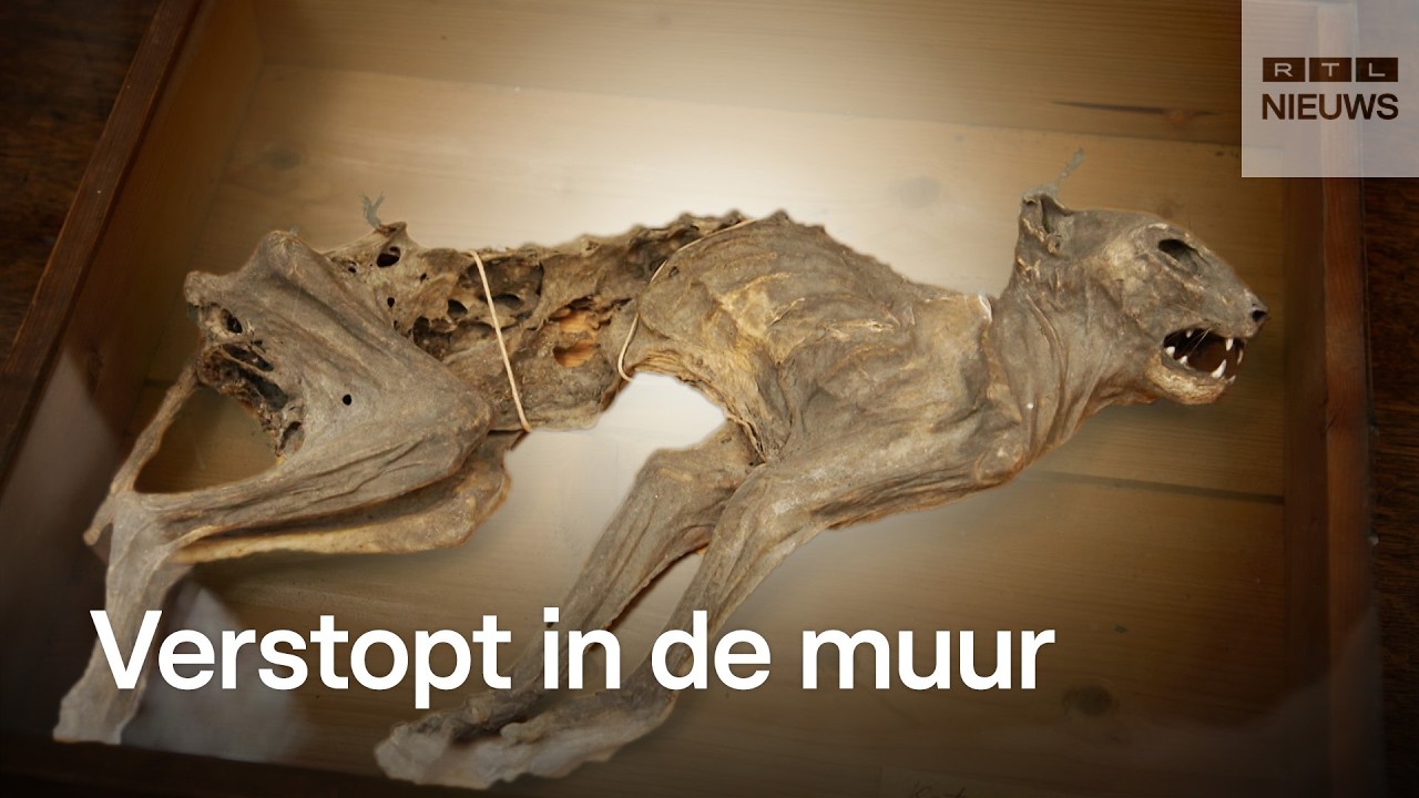 600 jaar oude mummiekat te zien in Breda
