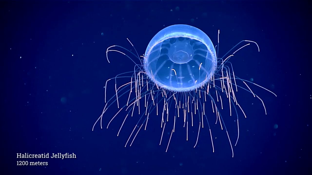 Midwater Journey: Mountains in the Deep: Exploring the Central Pacific Basin