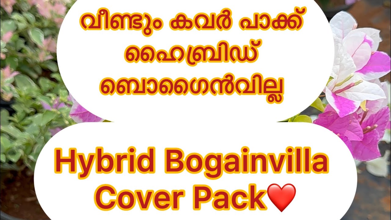 ഹൈബ്രിഡ് #ബോഗൻവില്ല കവർ പാക്ക് ❤️Hybrid #Bogainvilla Cover Pack ❤️