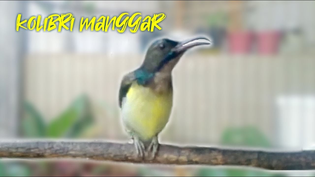 Pancingan Kolibri Manggar Mabung Agar Cepat Bunyi - KORLAP / Kolibri Kelapa Gacor