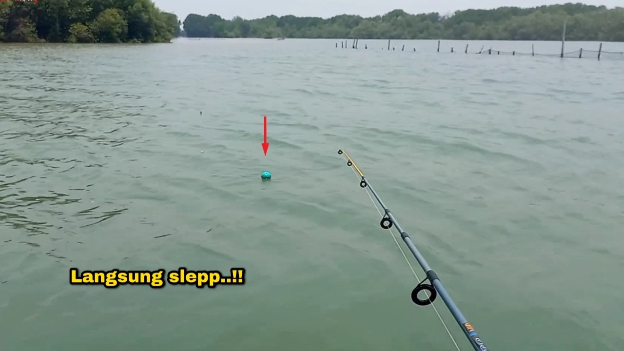Gunakan cara ini jika ingin strike kakap putih di muara || Mancing Barramundi