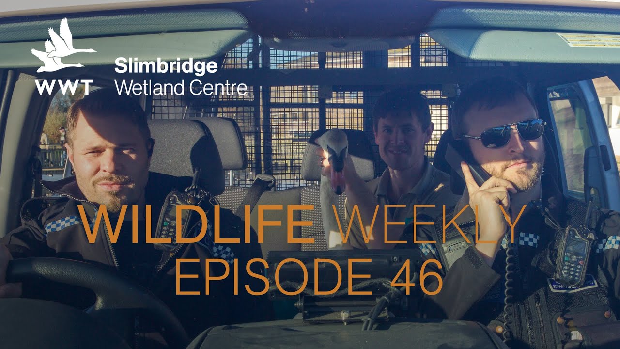 Wildlife Weekly Slimbridge - Episode 46