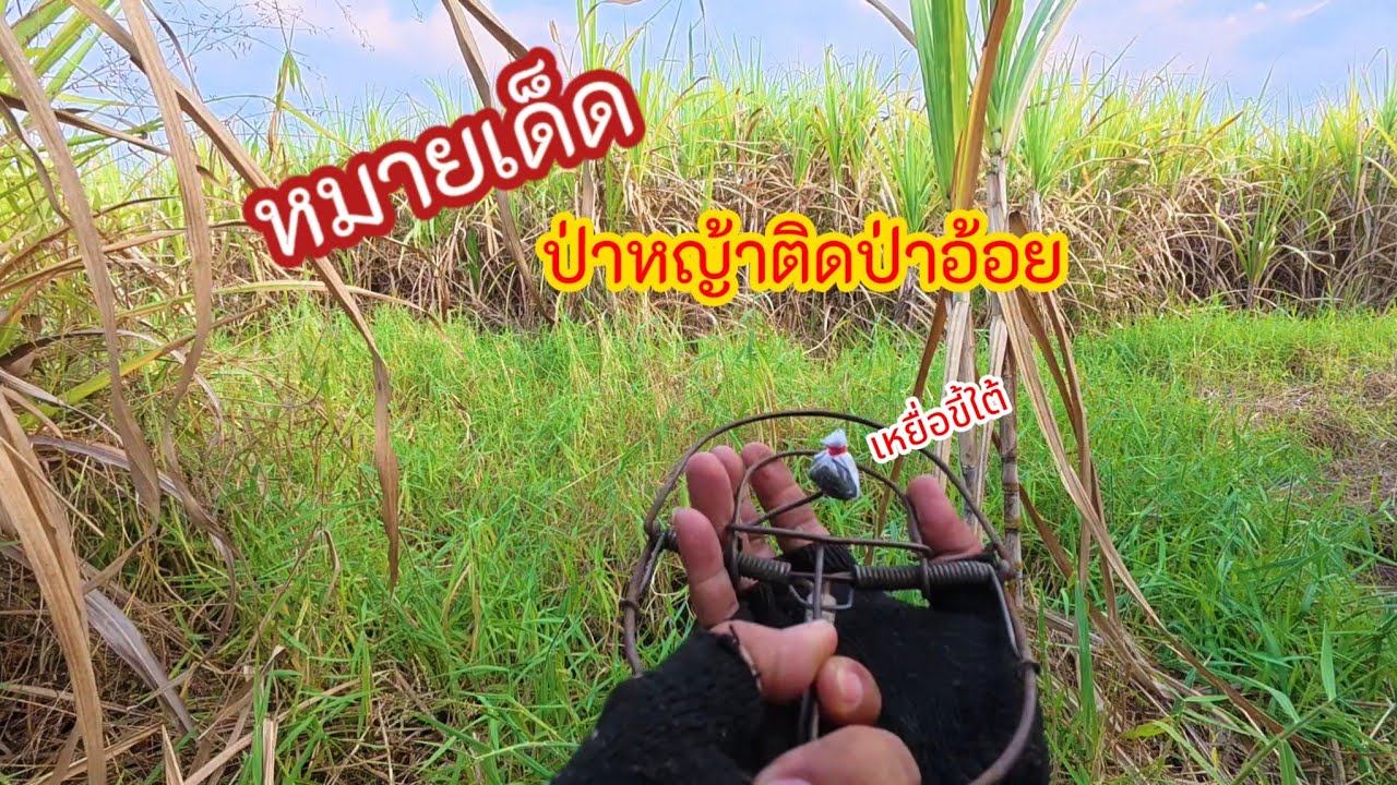 Ep.137 ดักหนูหมายเด็ด ป่าหญ้าติดป่าอ้อย ด้วยเหยื่อขี้ใต้