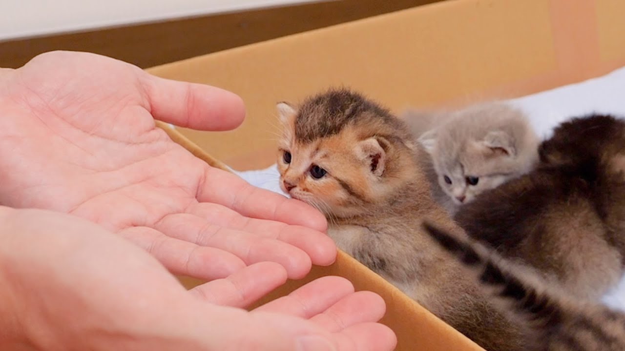 When I tried to help a kitten trying to escape from the box...