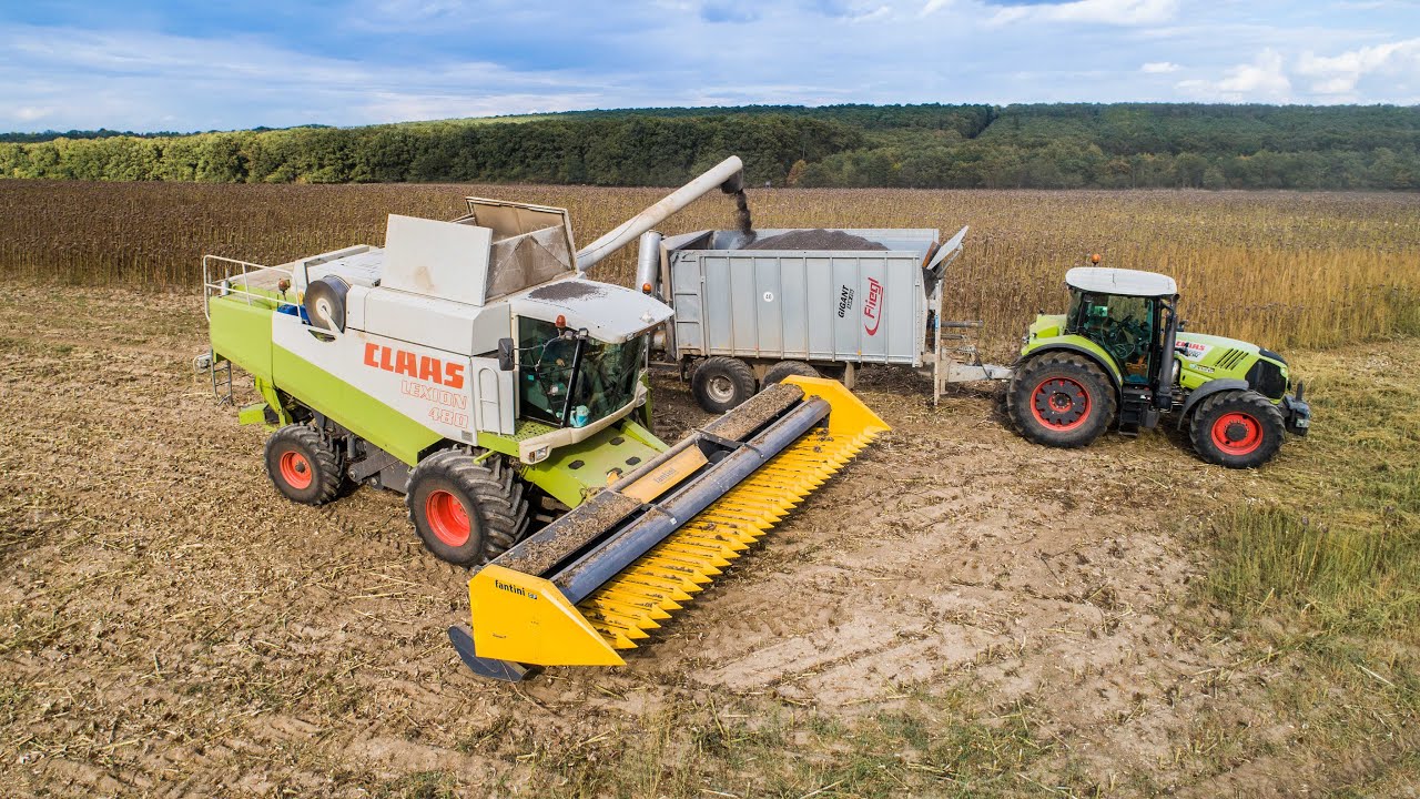 Sunflower Harvest 🌻 Claas Lexion 770 + 480 | Fantini GP 7400 + 9400 | Napraforgó aratás 2021 | 4K