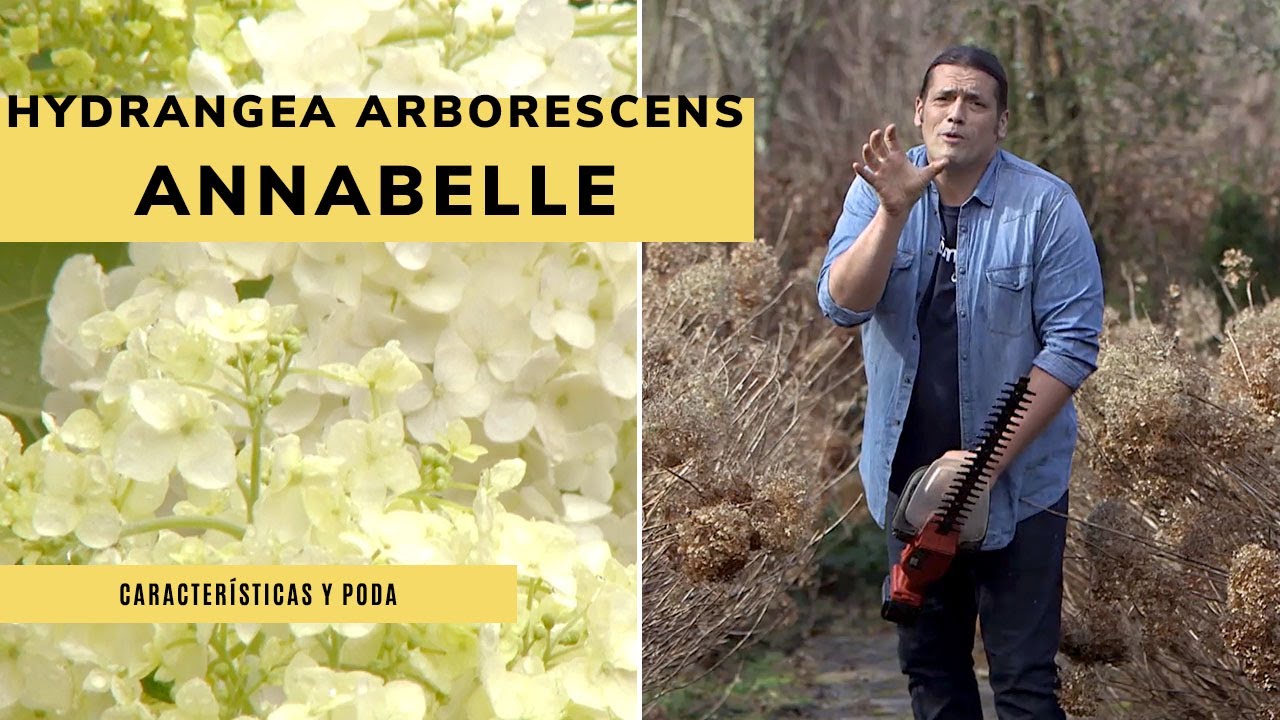 La HORTENSIA del verano 💮 ​Características y poda de la Hydrangea arborescens Annabelle 👩‍🌾​