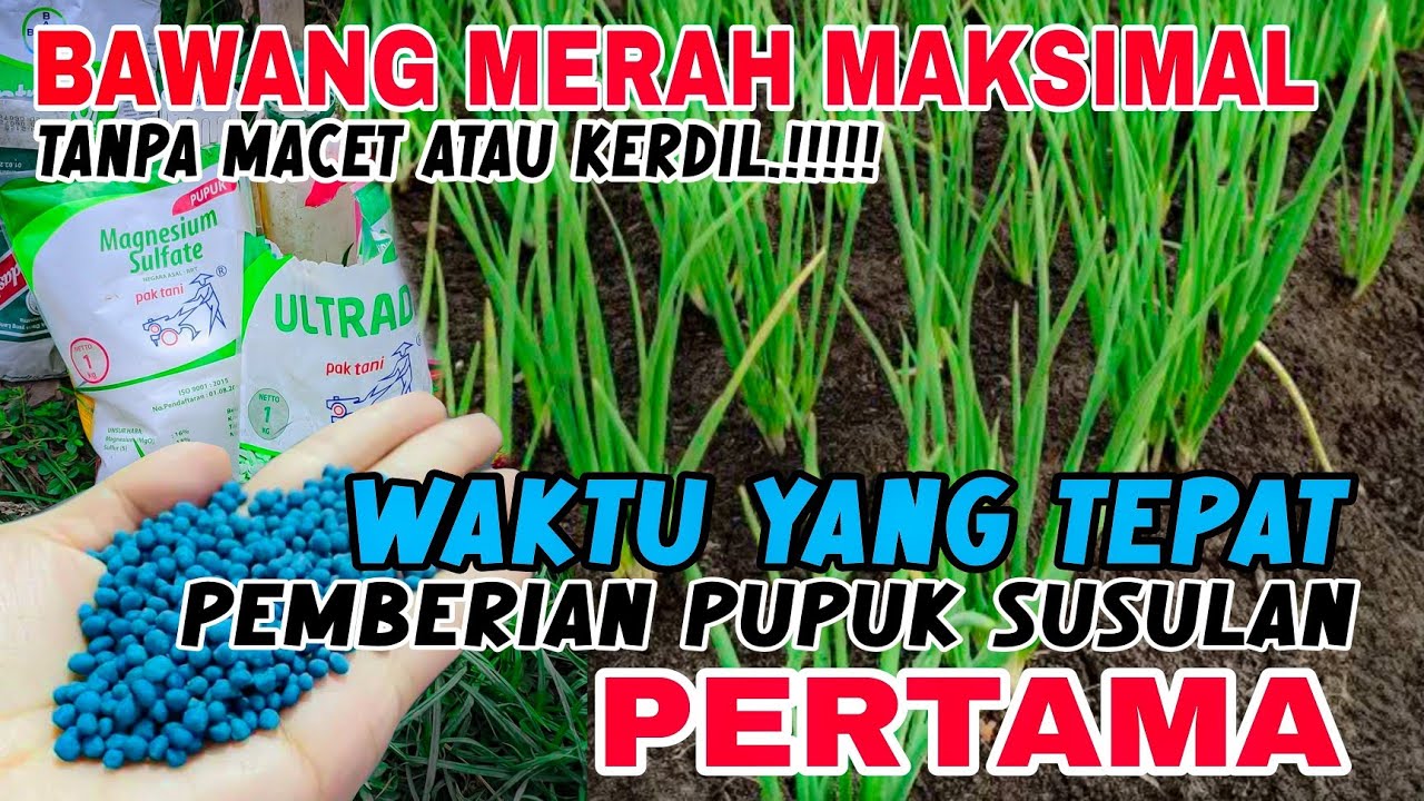 JANGAN SAMPAI TELAT‼️NUTRISI ITU WAJIB TEPAT WAKTU SUPAYA MAKSIMAL